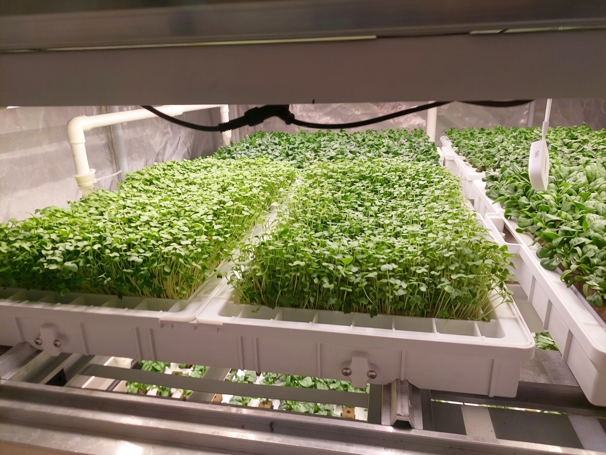 Microgreens under AI-assisted observation