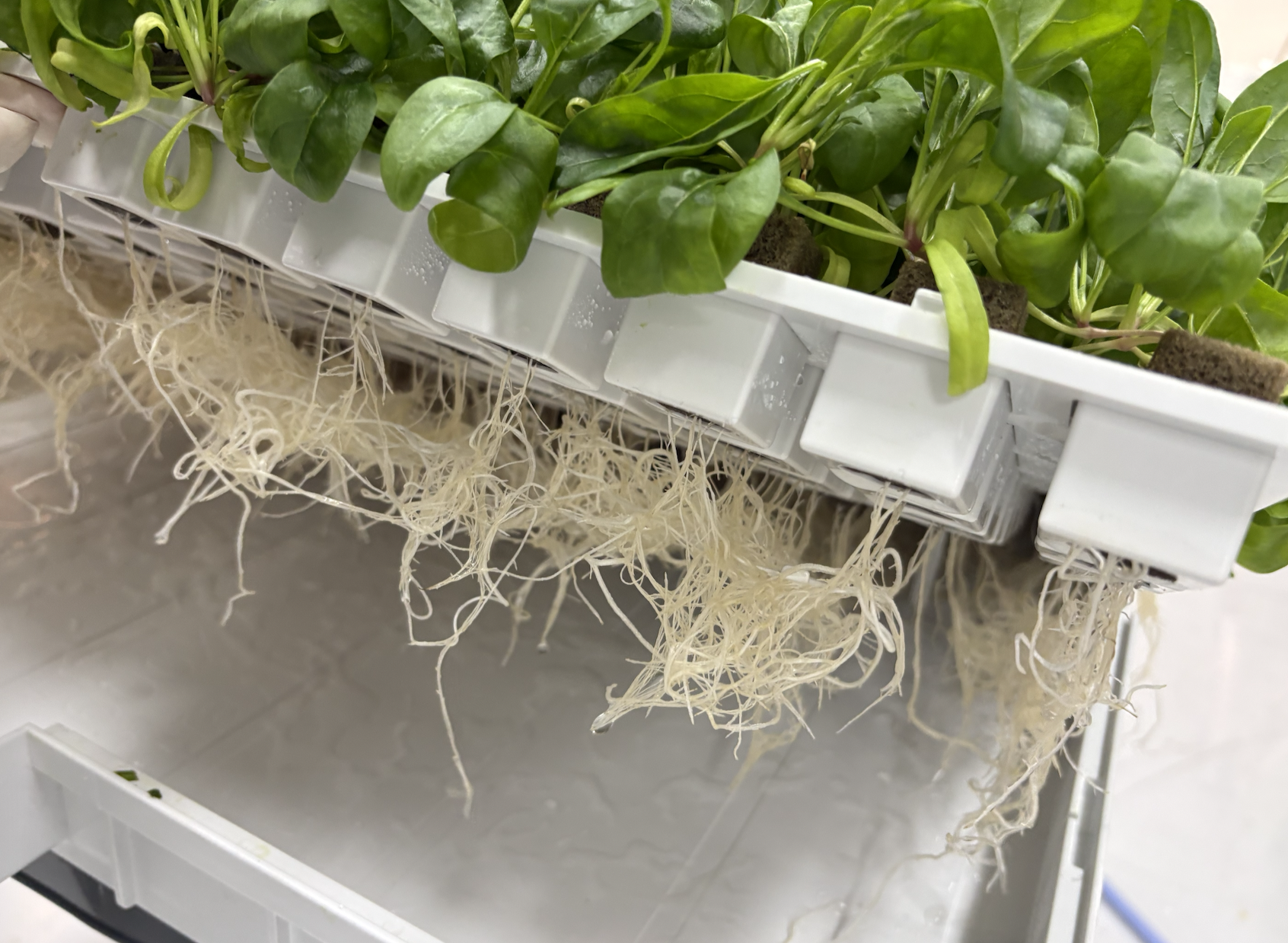NFT hydroponic root system inside G-Cube