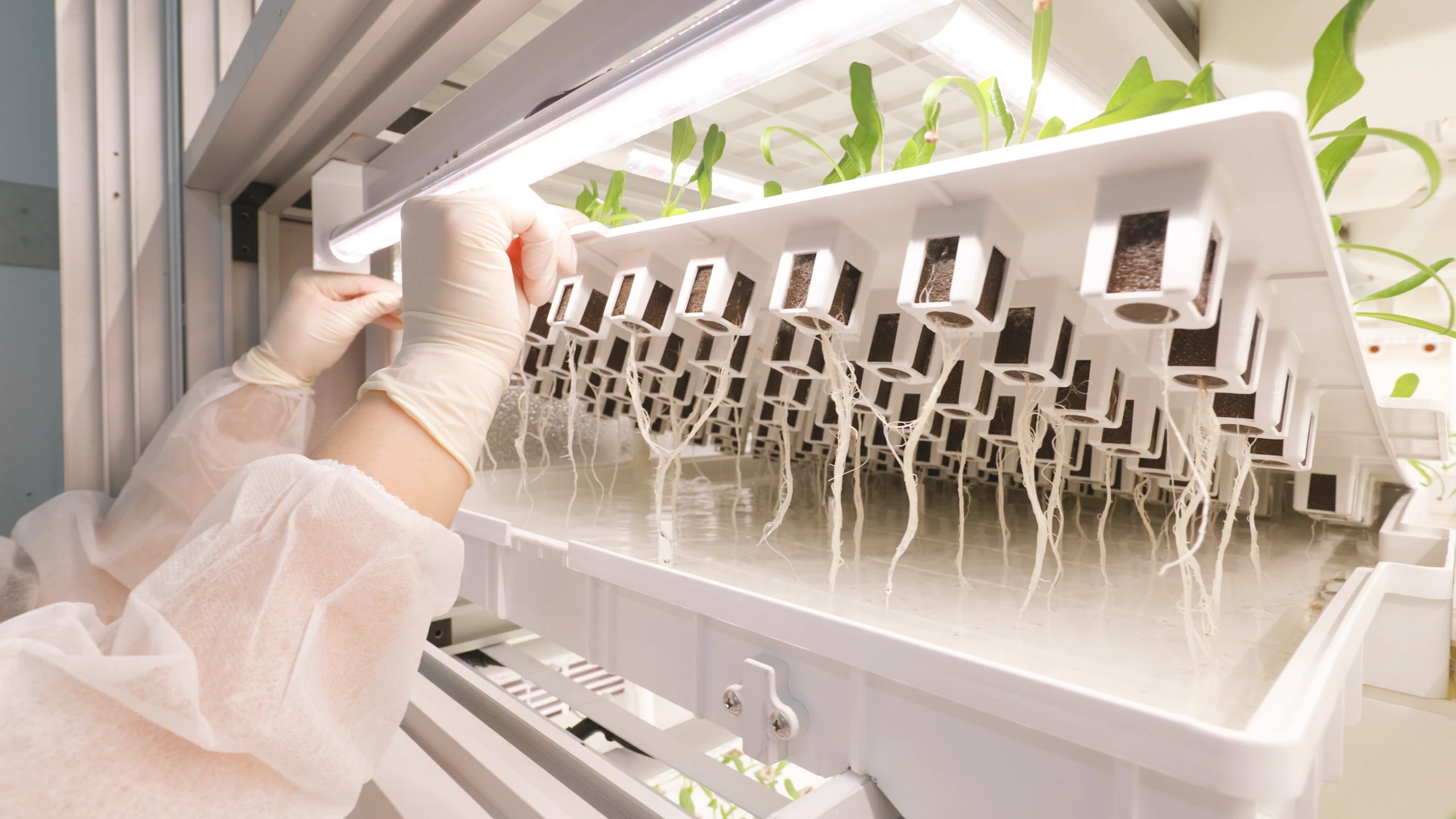 Root zone inspection