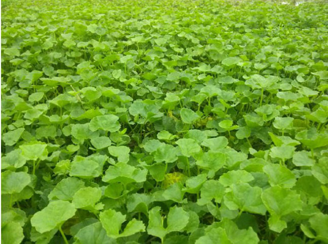병풀(Centella asiatica) — 기능성 작물.