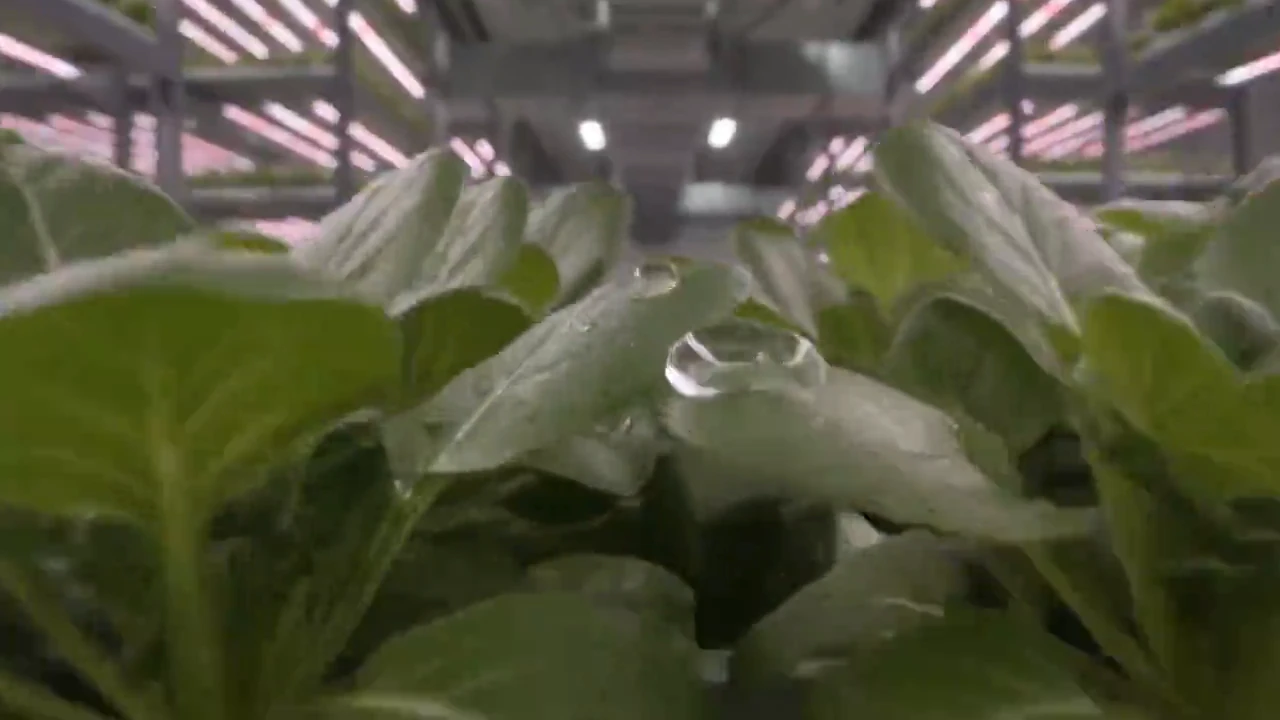 Dense mature crop inside G-Cube