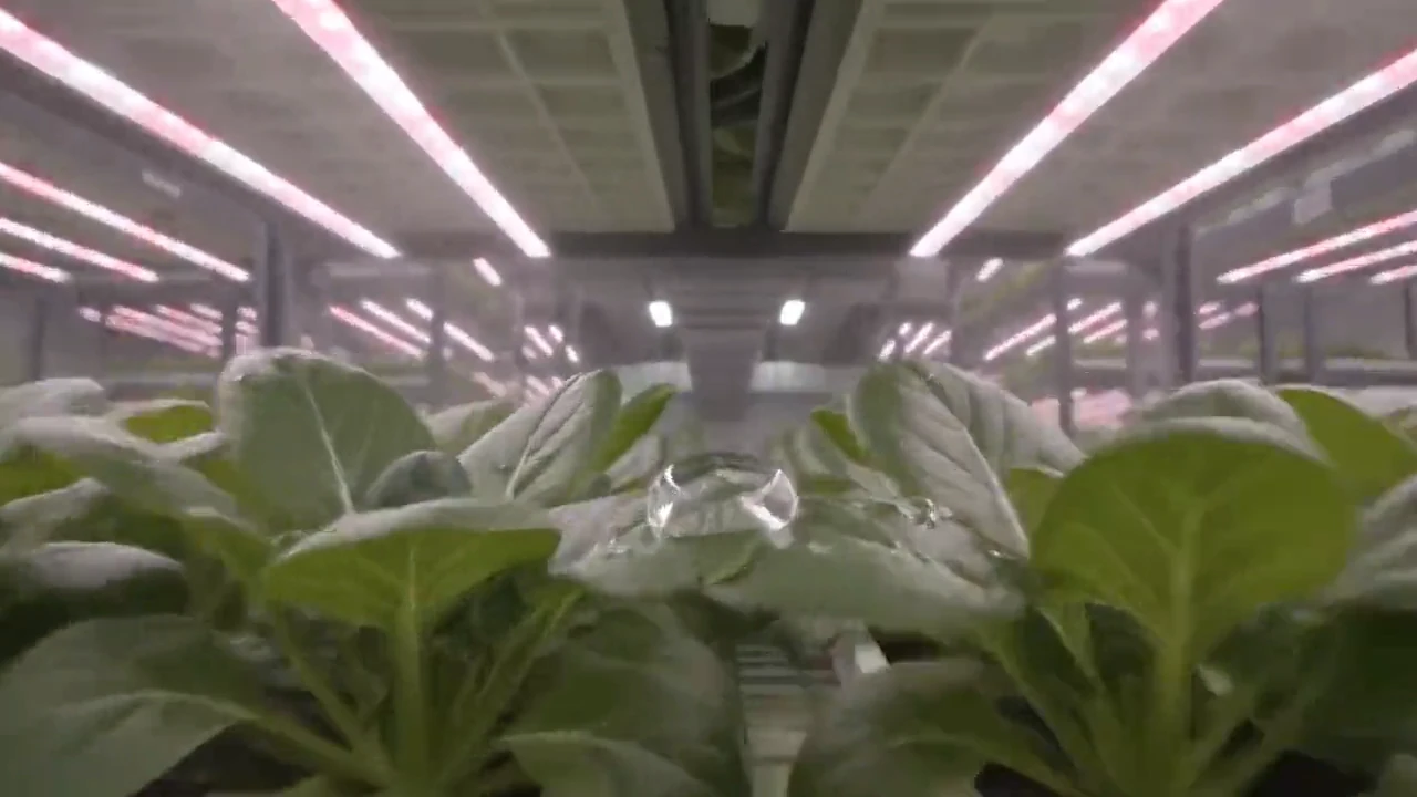 High-density mature crop canopy